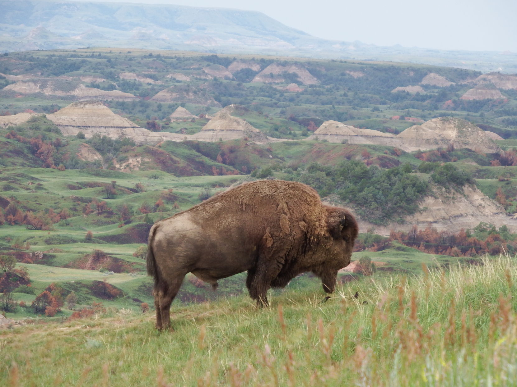 Bison Grazing